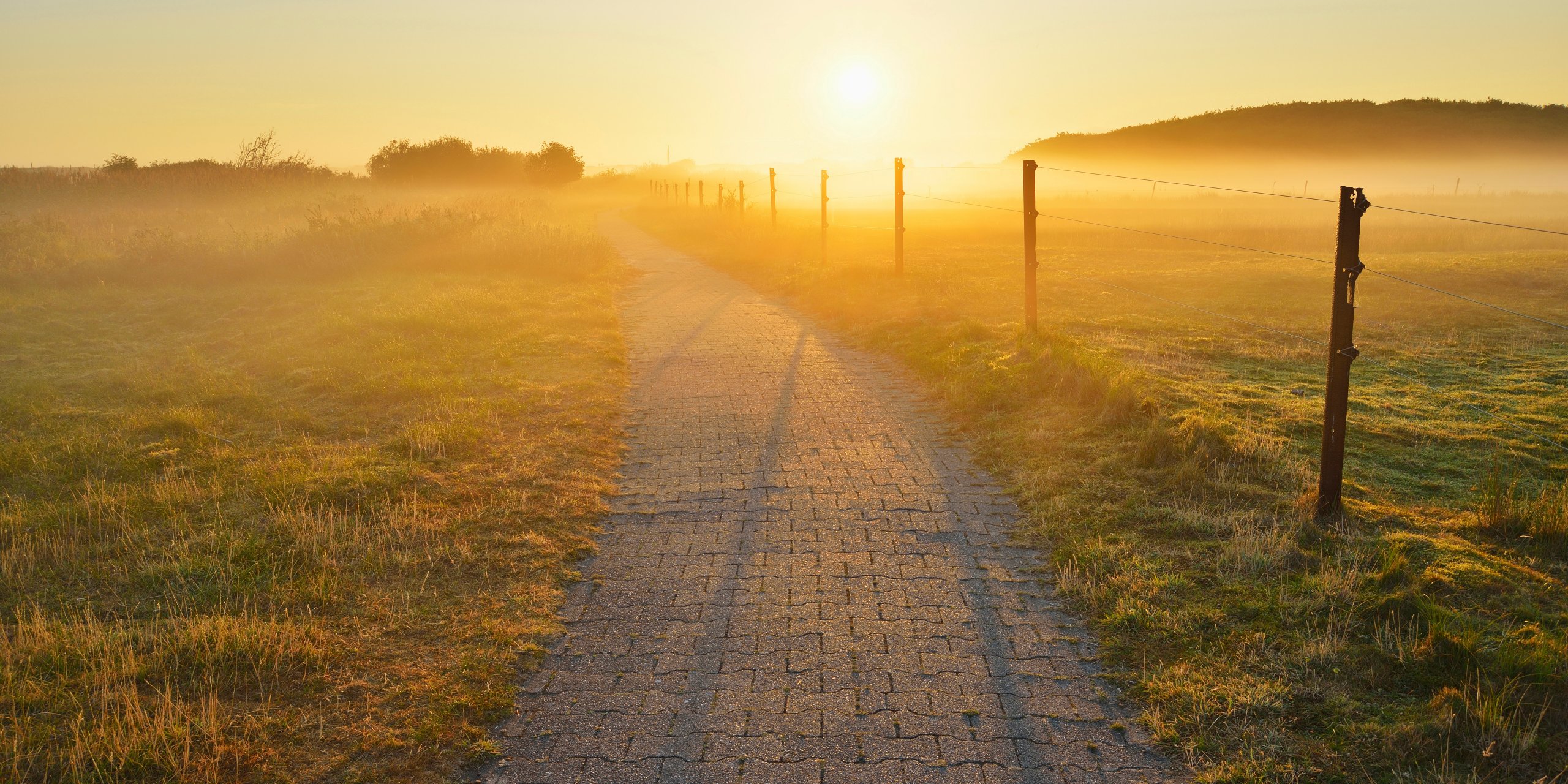 Path through countryside with morning mist, Summer, Norderney, East Frisia Island, North Sea, Lower Saxony, Germany