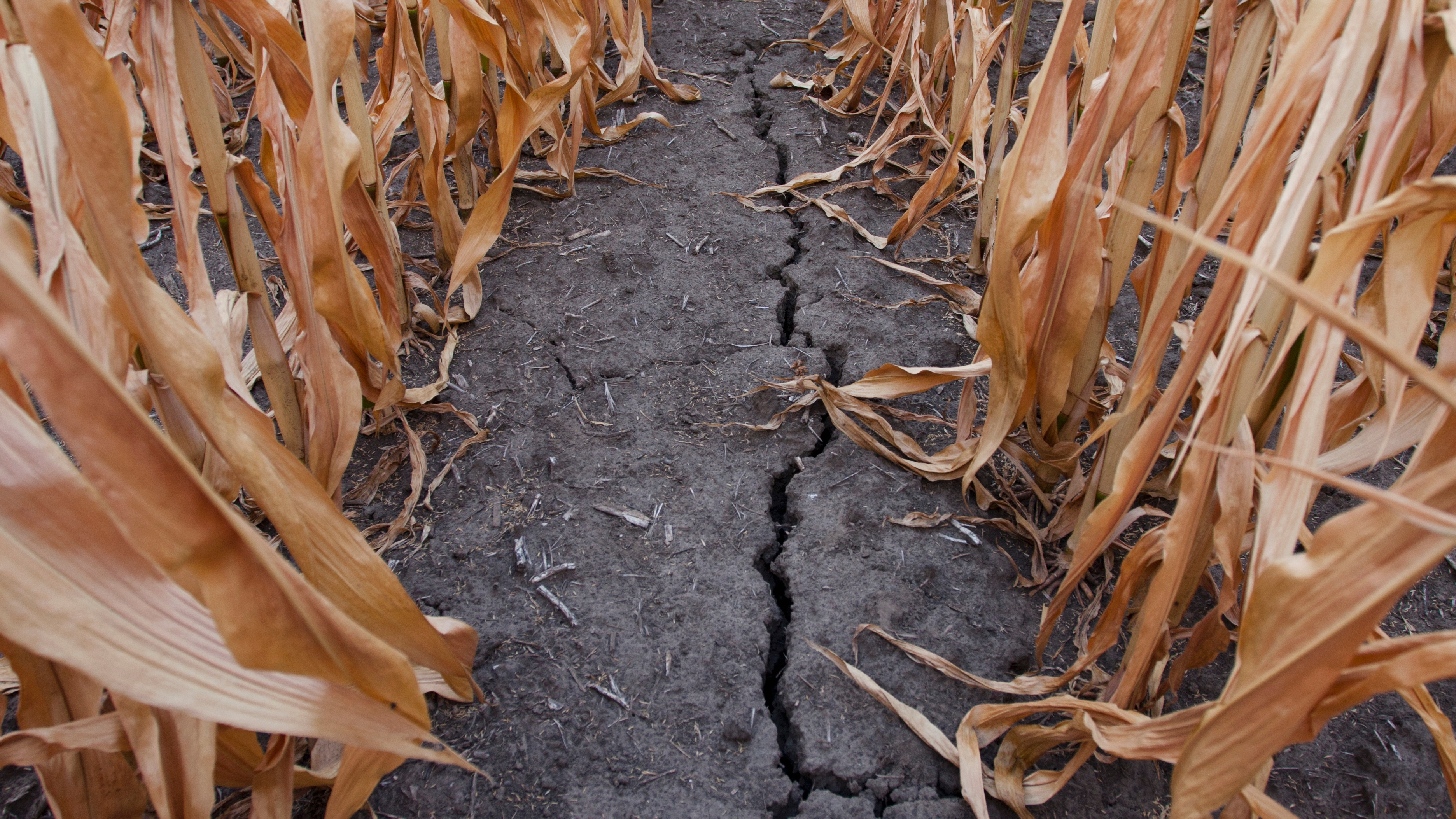 drought causes crop losses