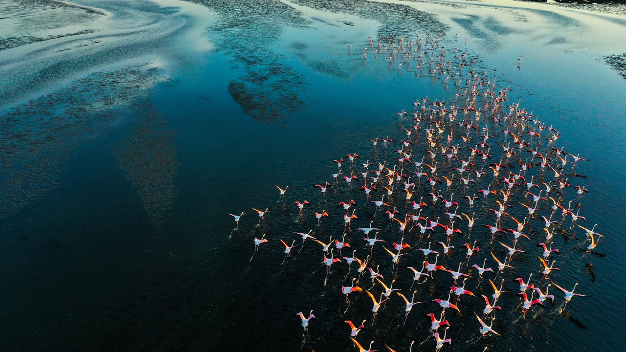 Why nature and climate risks demand a holistic approach A flock of pink flamingos wading in shallow water, creating a colorful pattern against the blue background.