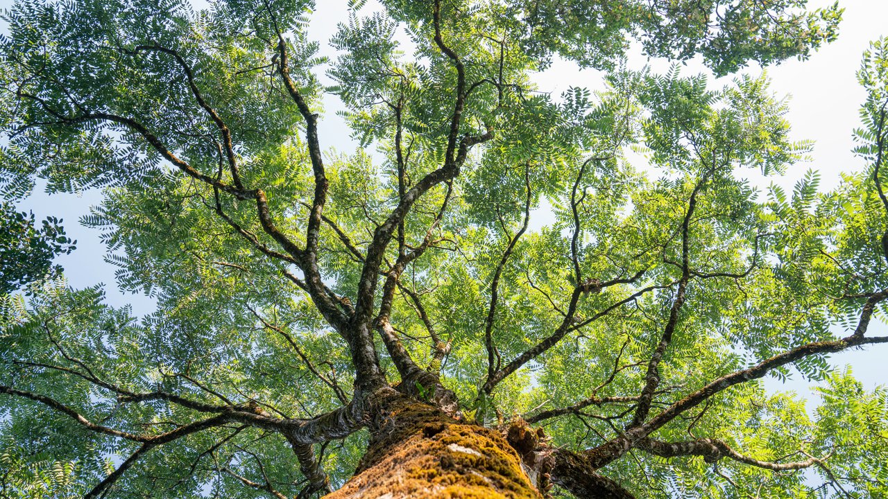 View from below of a tall tree with a thick trunk and lush green leaves against a clear sky.
