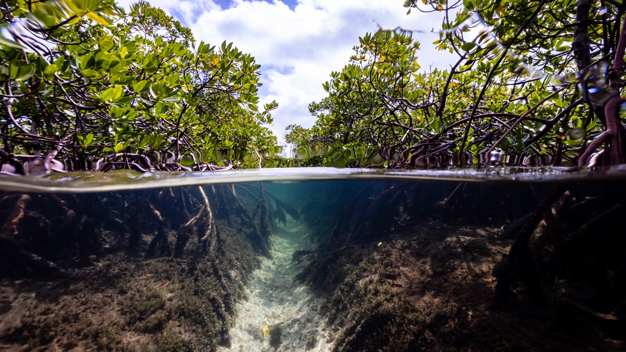 Is biodiversity the new climate risk? Flooded mangrove forest