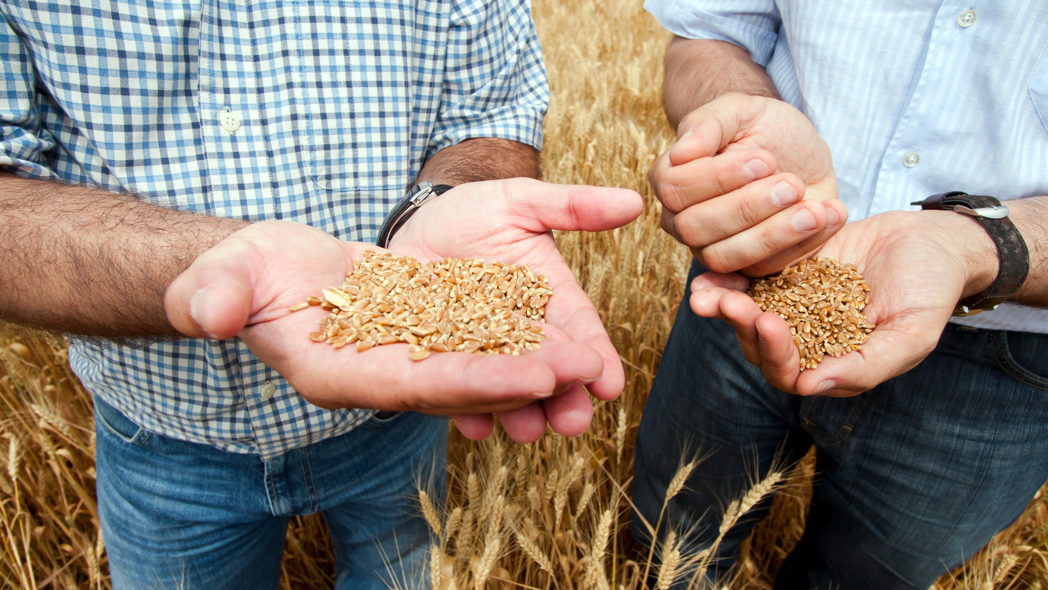 Two farmers with a grain of wheat in his hands.
