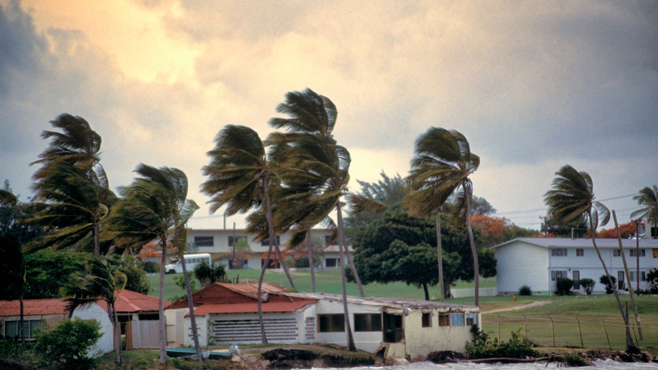 Windy coastal scene with palm trees, damaged buildings, and a cloudy sky.