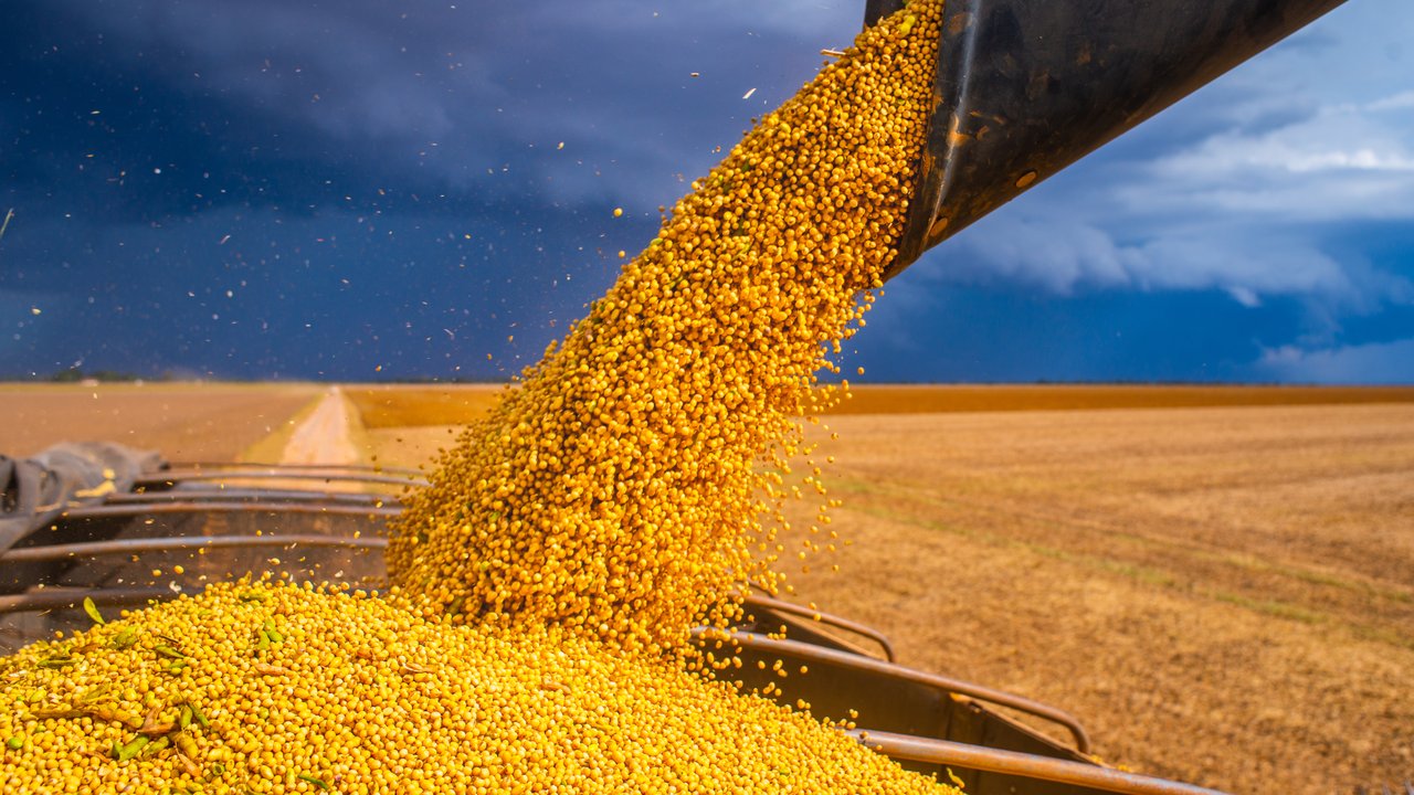 Combine harvester loading a truck with soybean grains