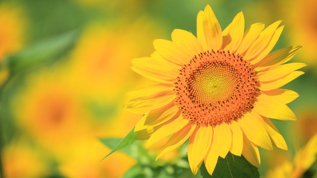 Image of a sunflower the symbol of invisible disabilities 