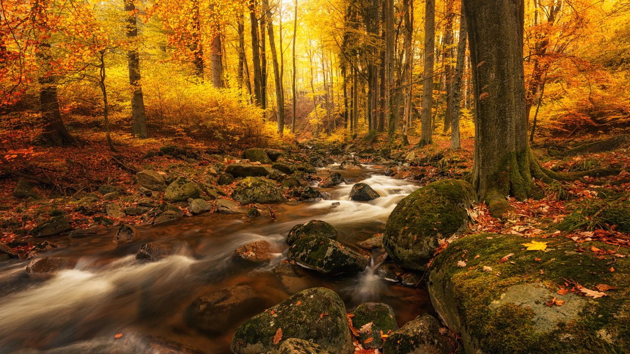 Maple forest in Autumn Maple forest