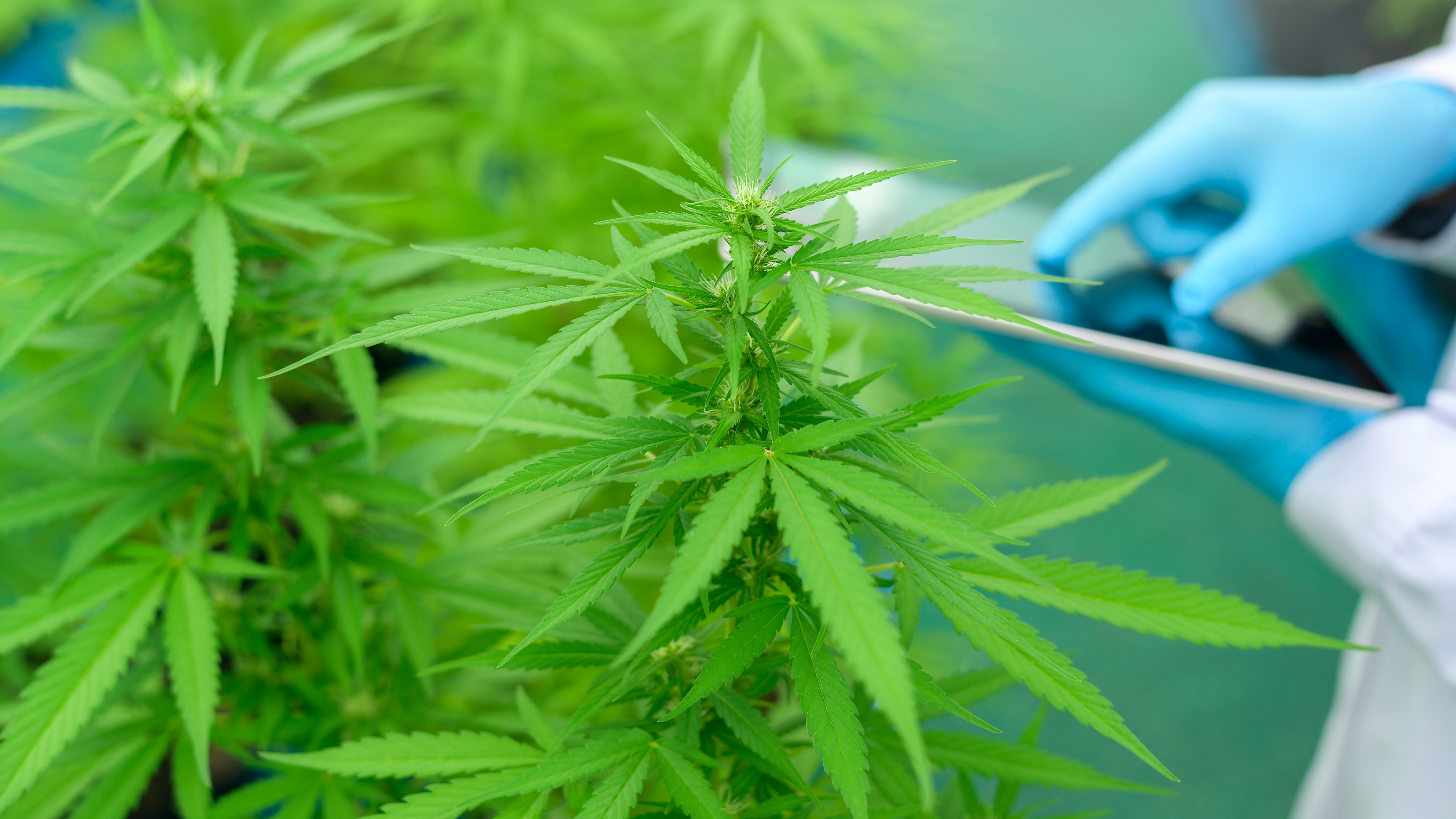 Cannabis plantation for medicinal use