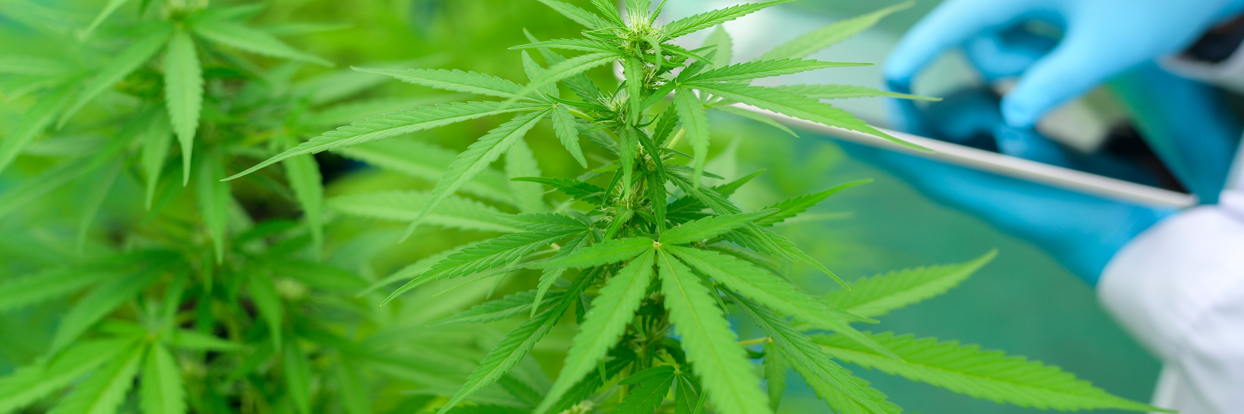 Cannabis plantation for medicinal use