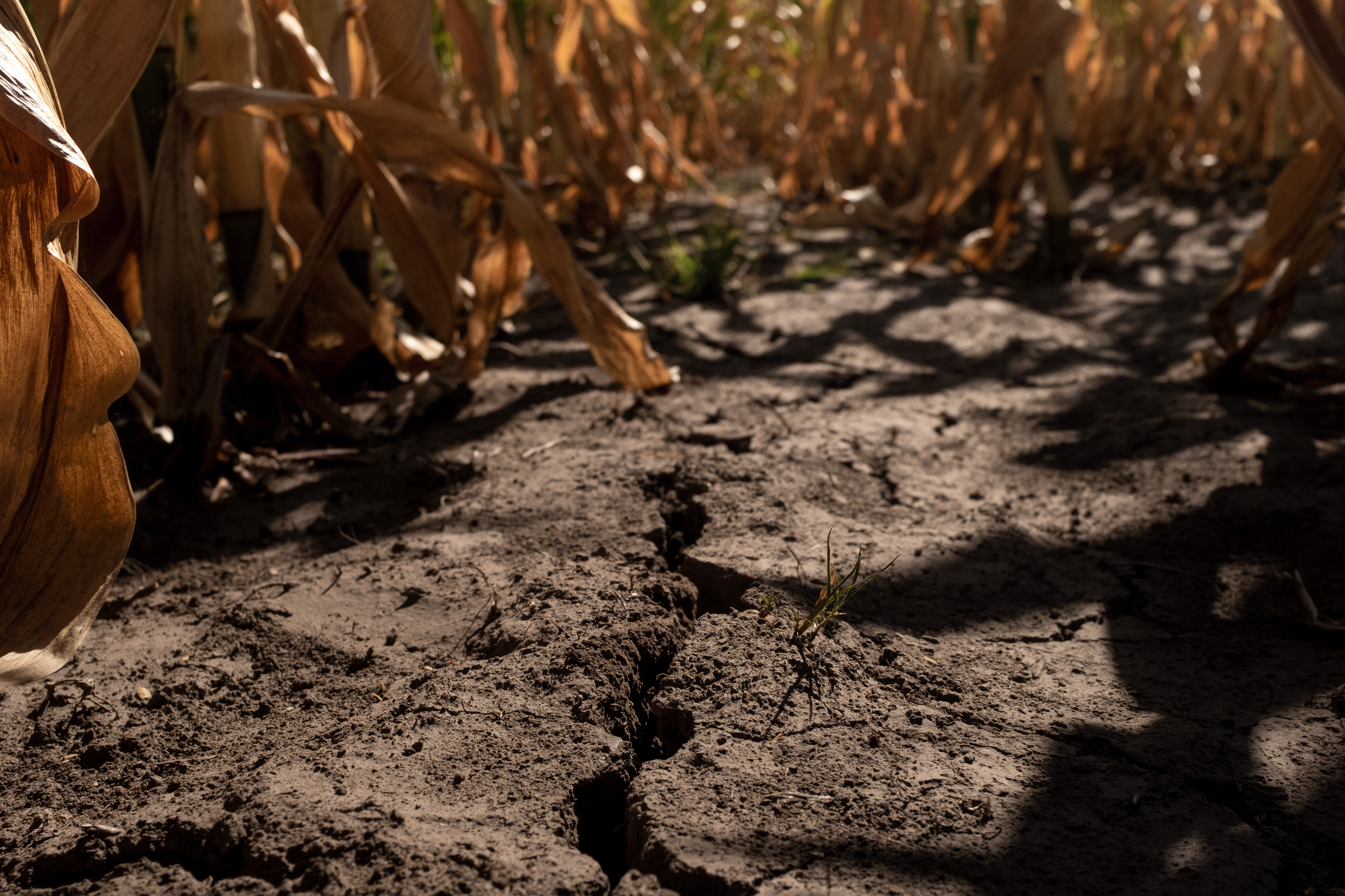 Dried, cracked soil among corn stalks