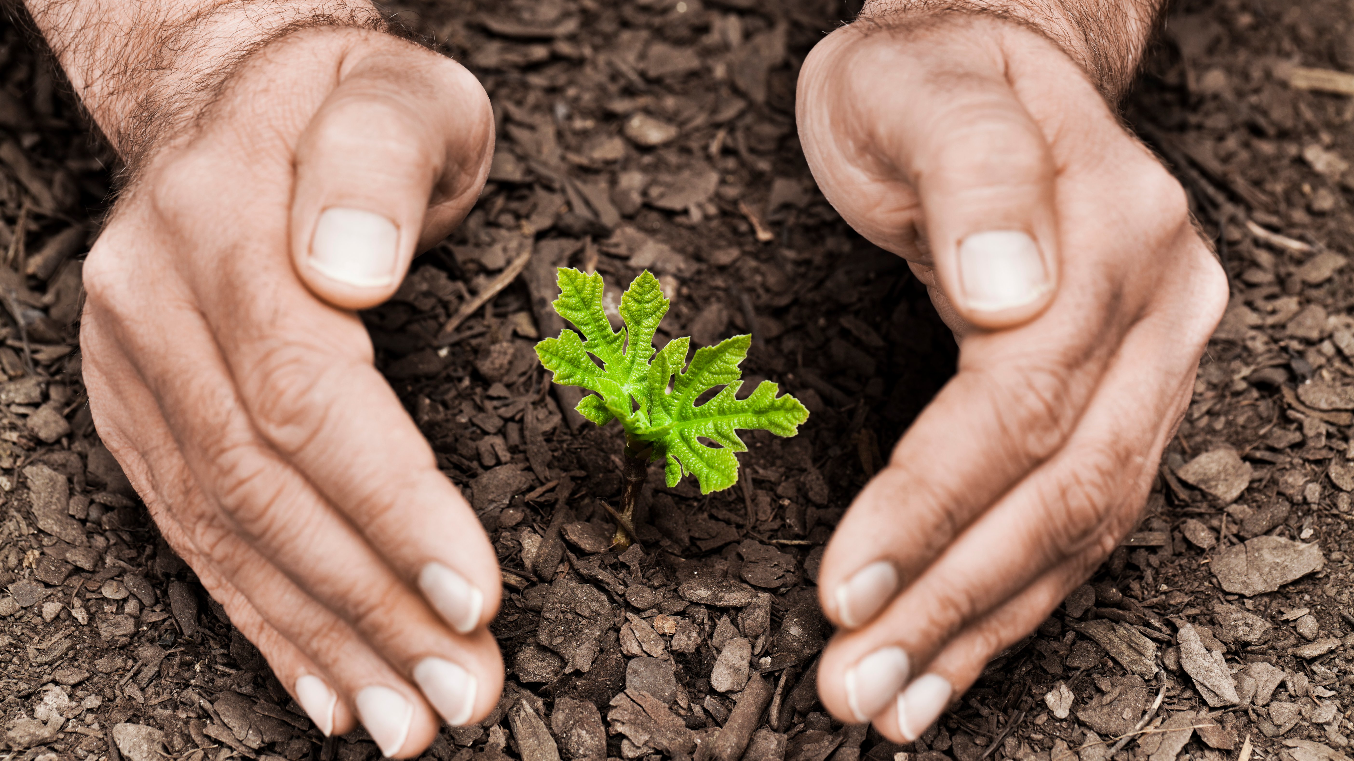 Hands protecting seedling