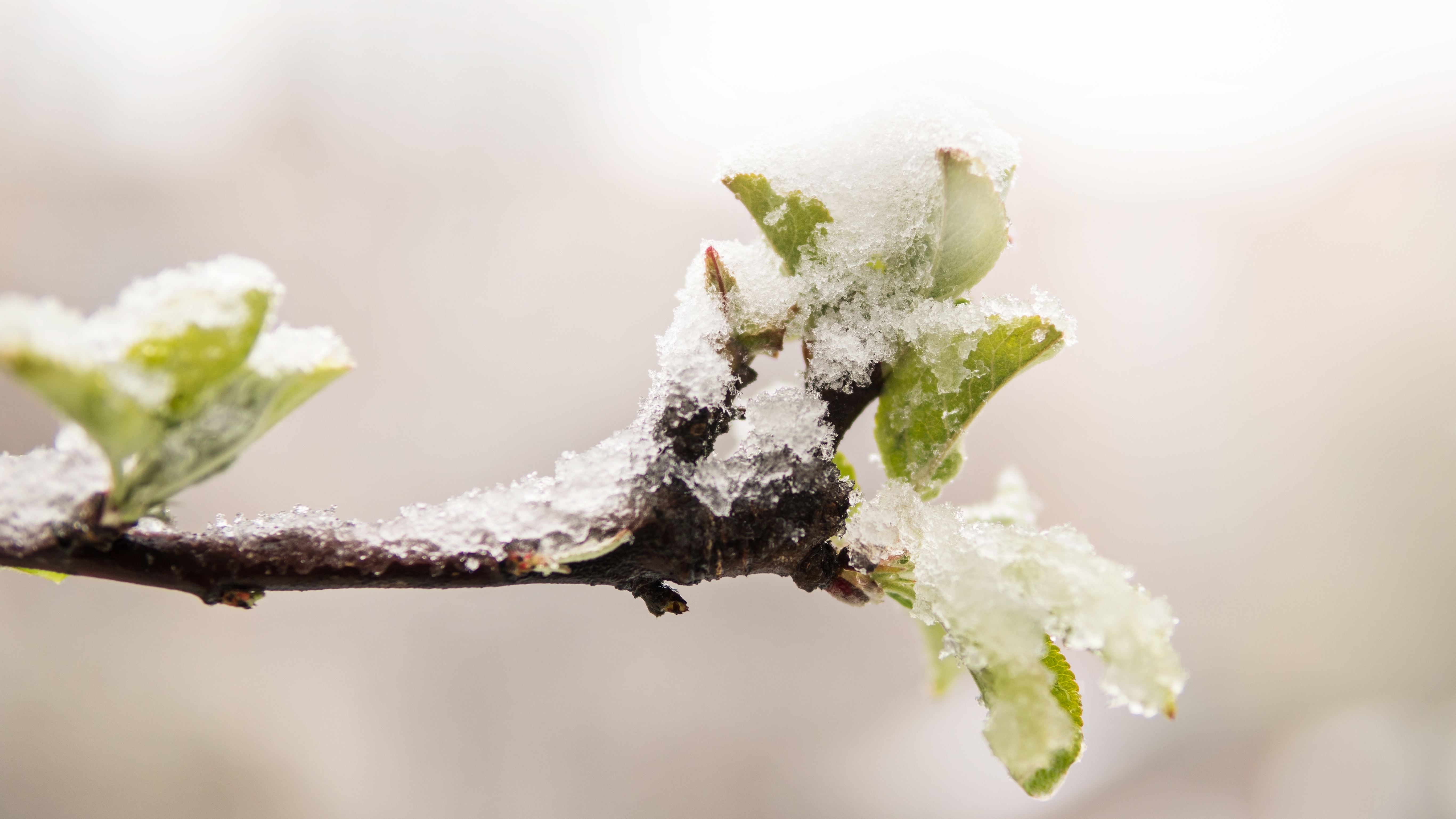 spring frost damage