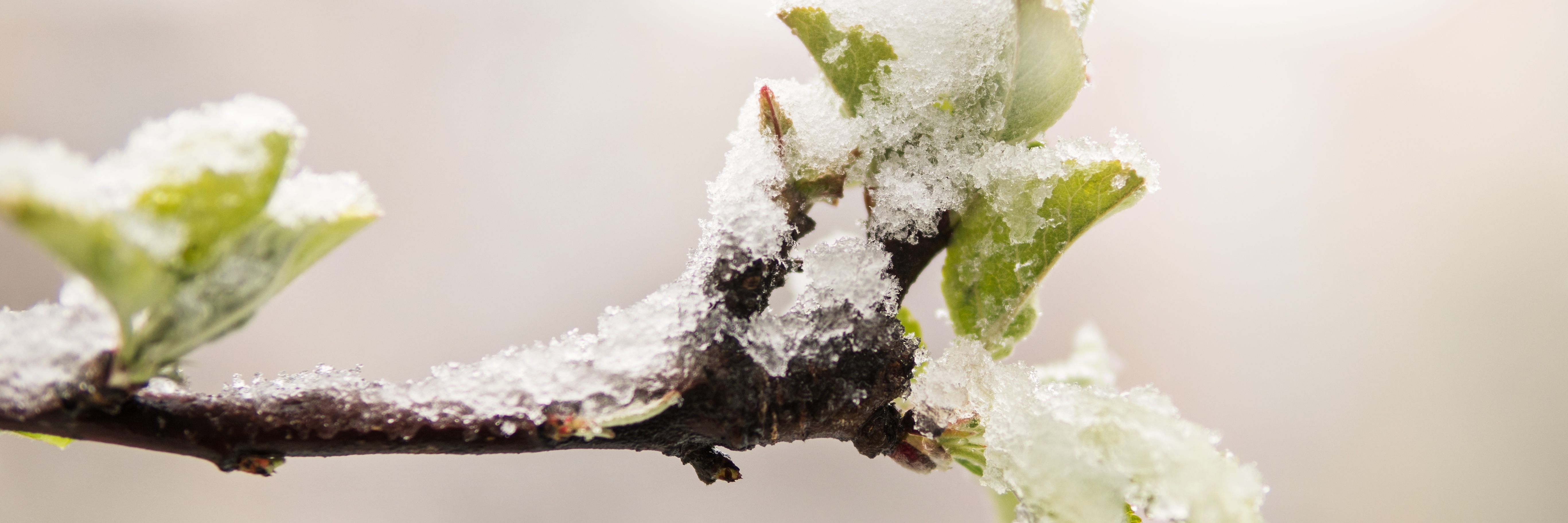 Spring frost losses and climate change – Not a contradiction in terms