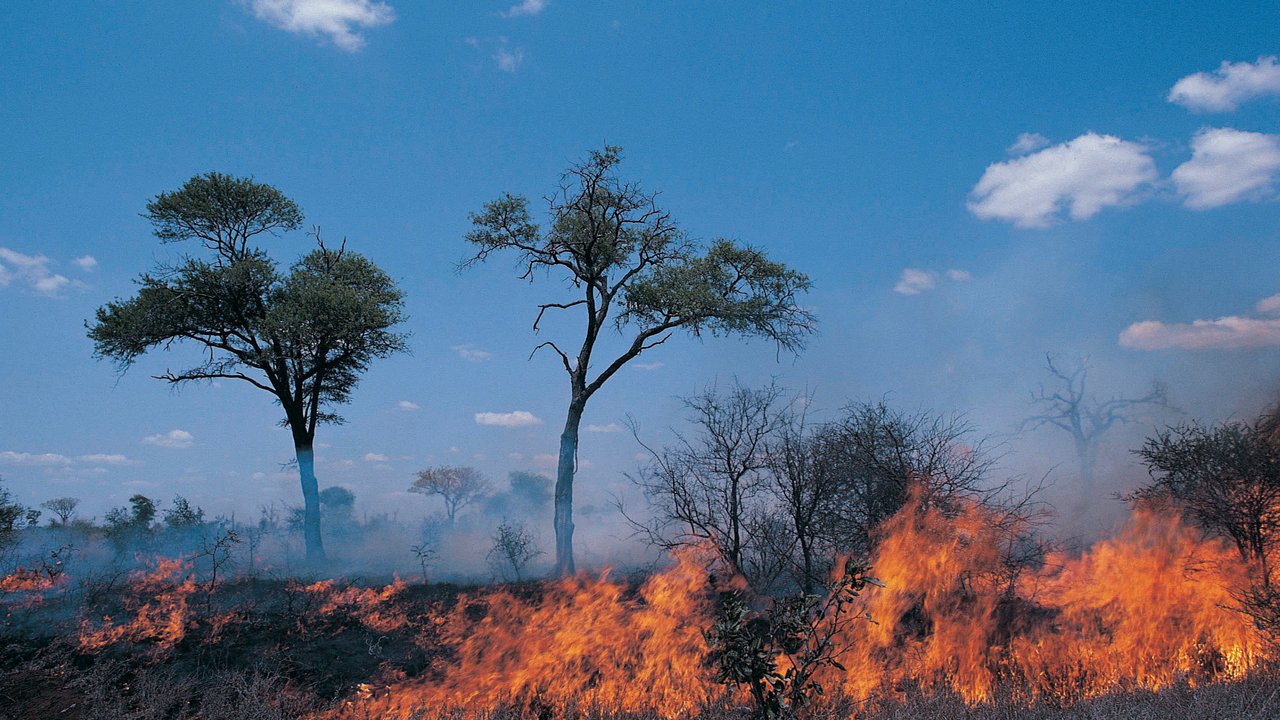 A landscape with trees and grass on fire, smoke rising against a blue sky with scattered clouds.