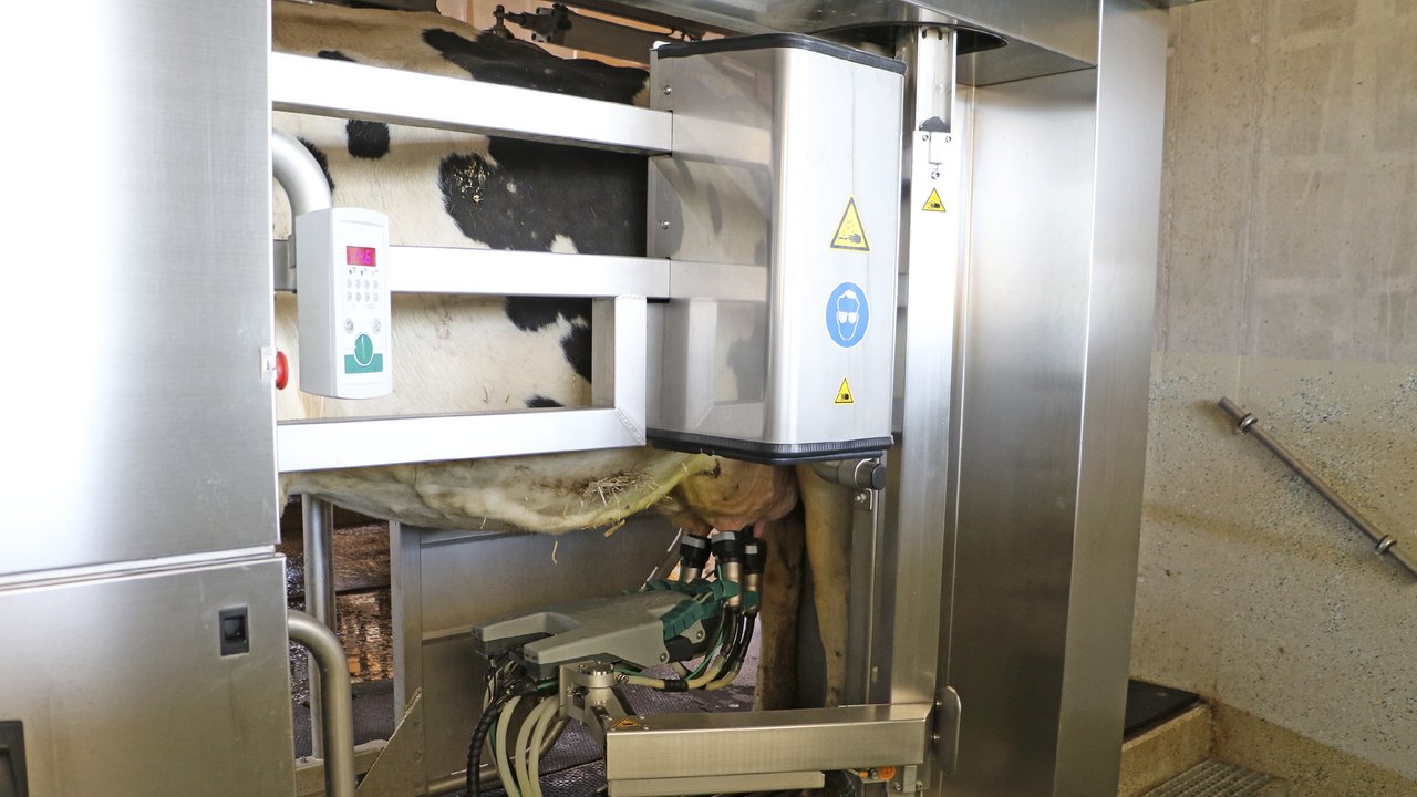 Cows farm automation milk system
