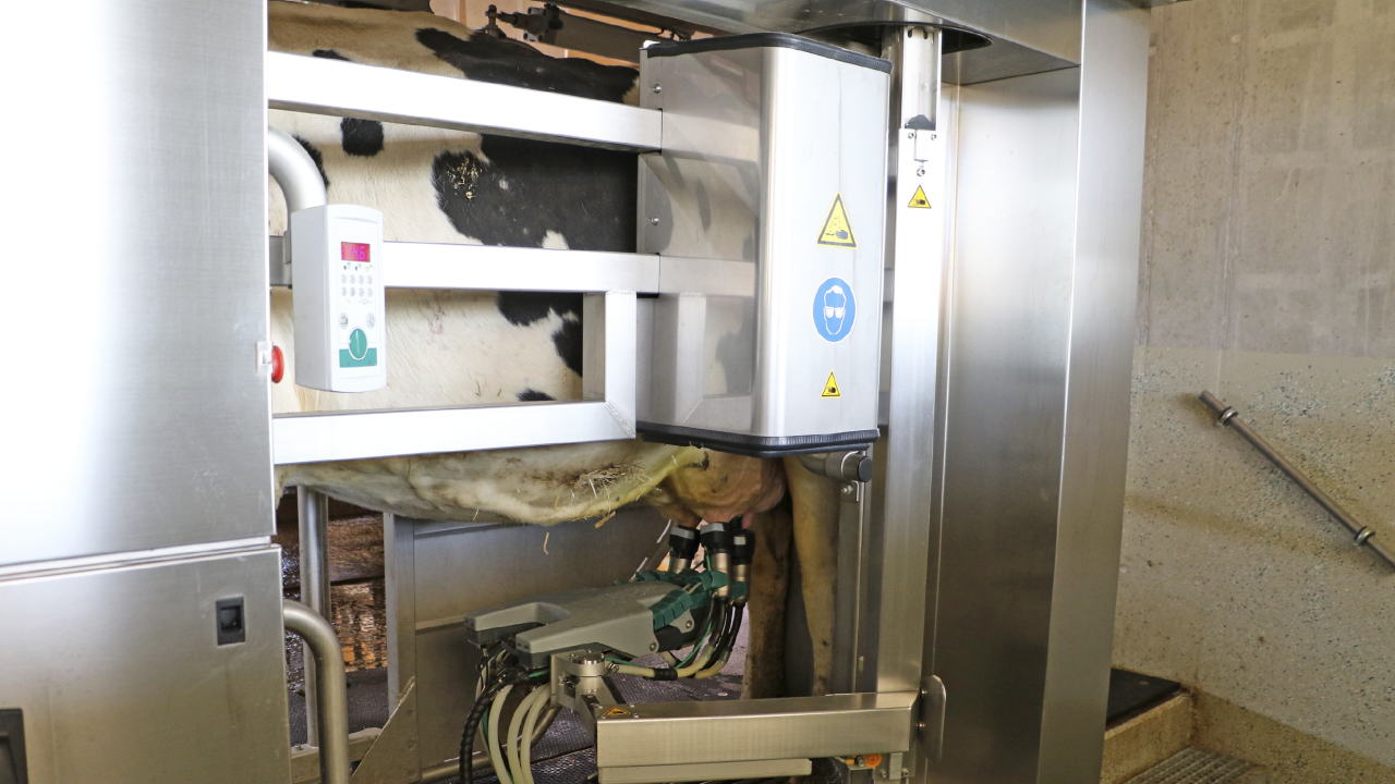 Cows farm automation milk system