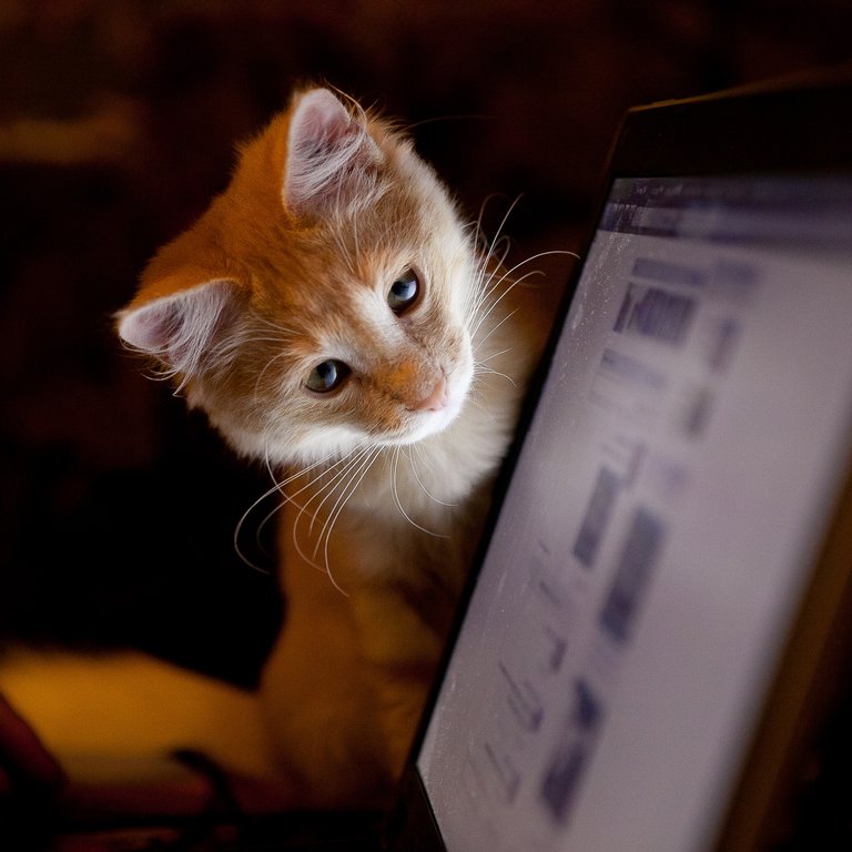 Blog A cat looking at a laptop screen close up.