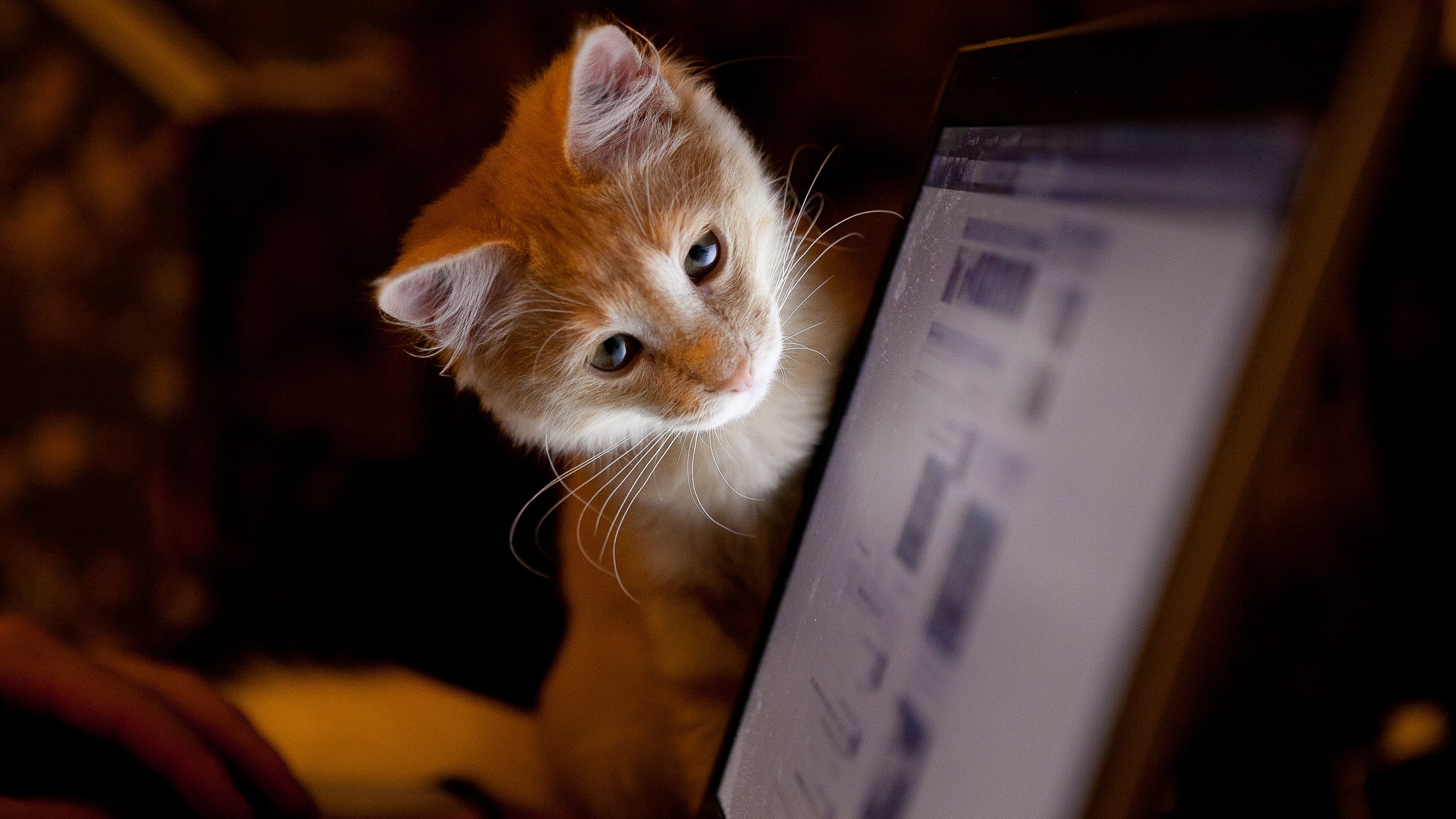 A cat looking at a laptop screen