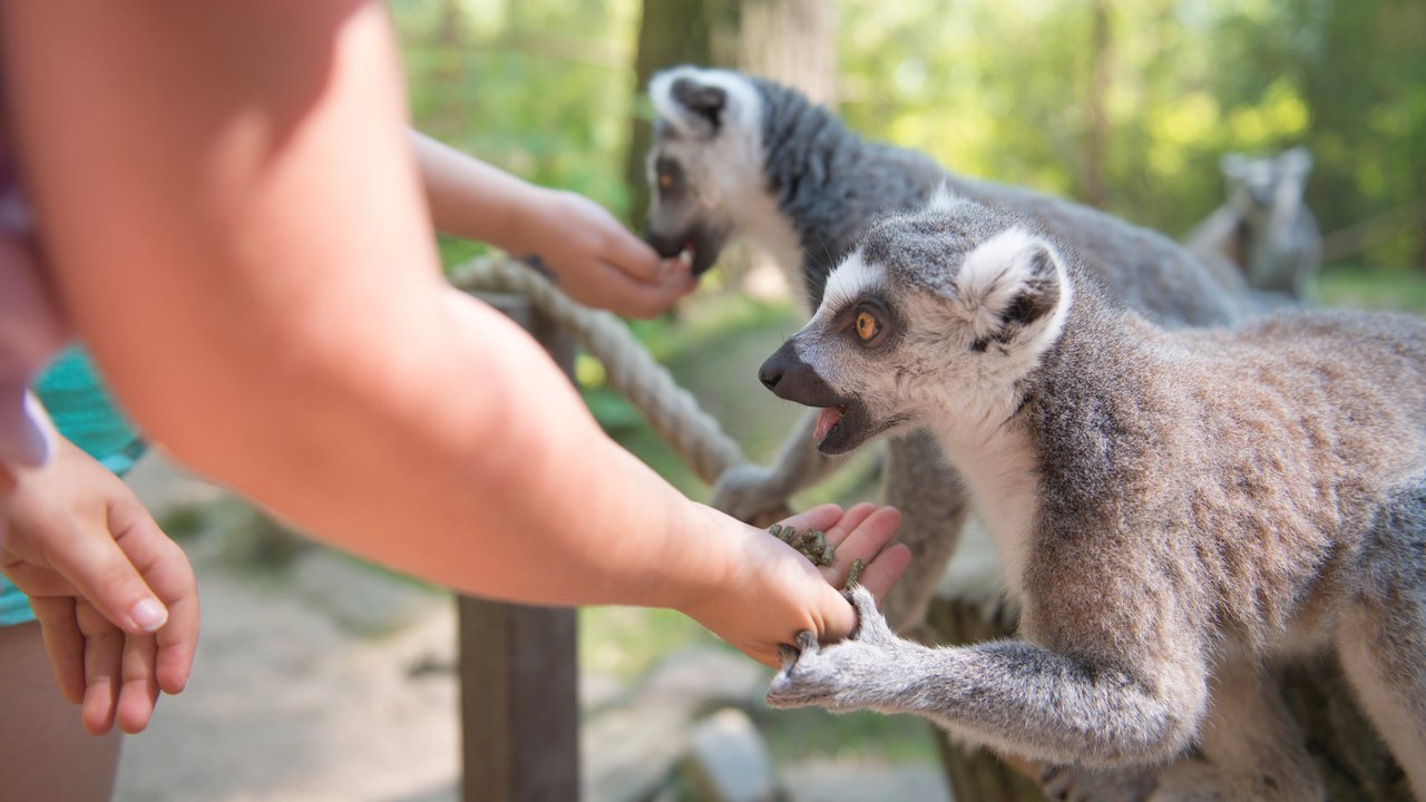 Zoos: Engineering Inspection Services A child feeds two lemurs while another lemur watches in a natural setting.