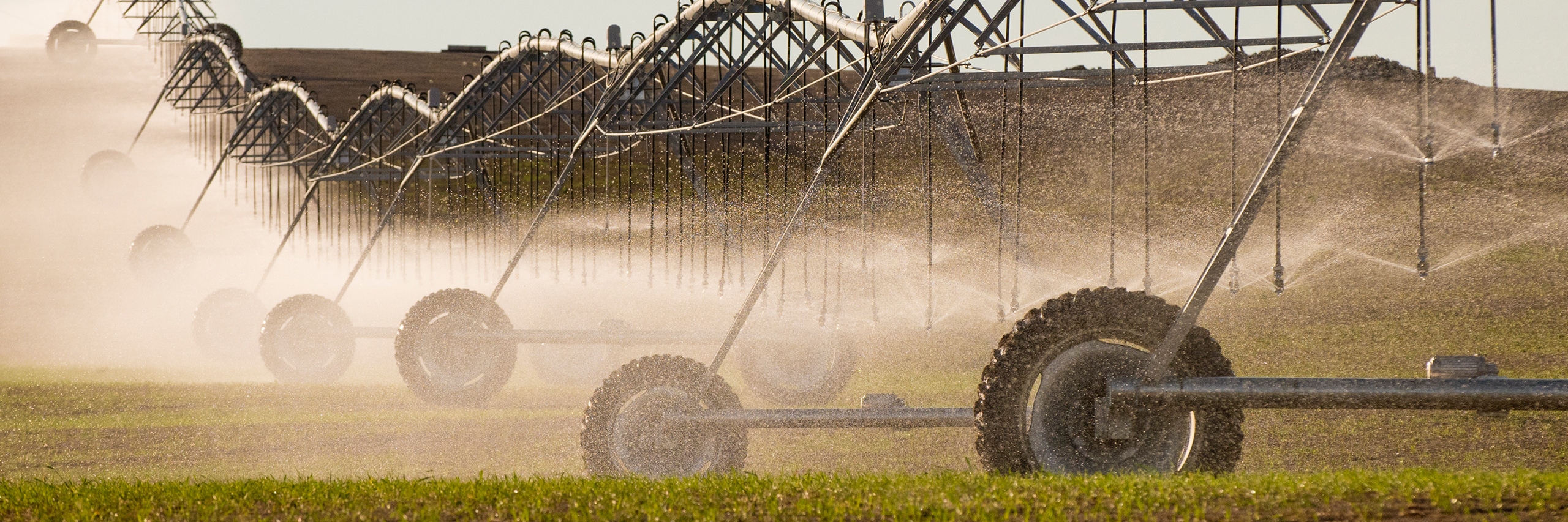 Irrigation sprinkler watering crop field on farm