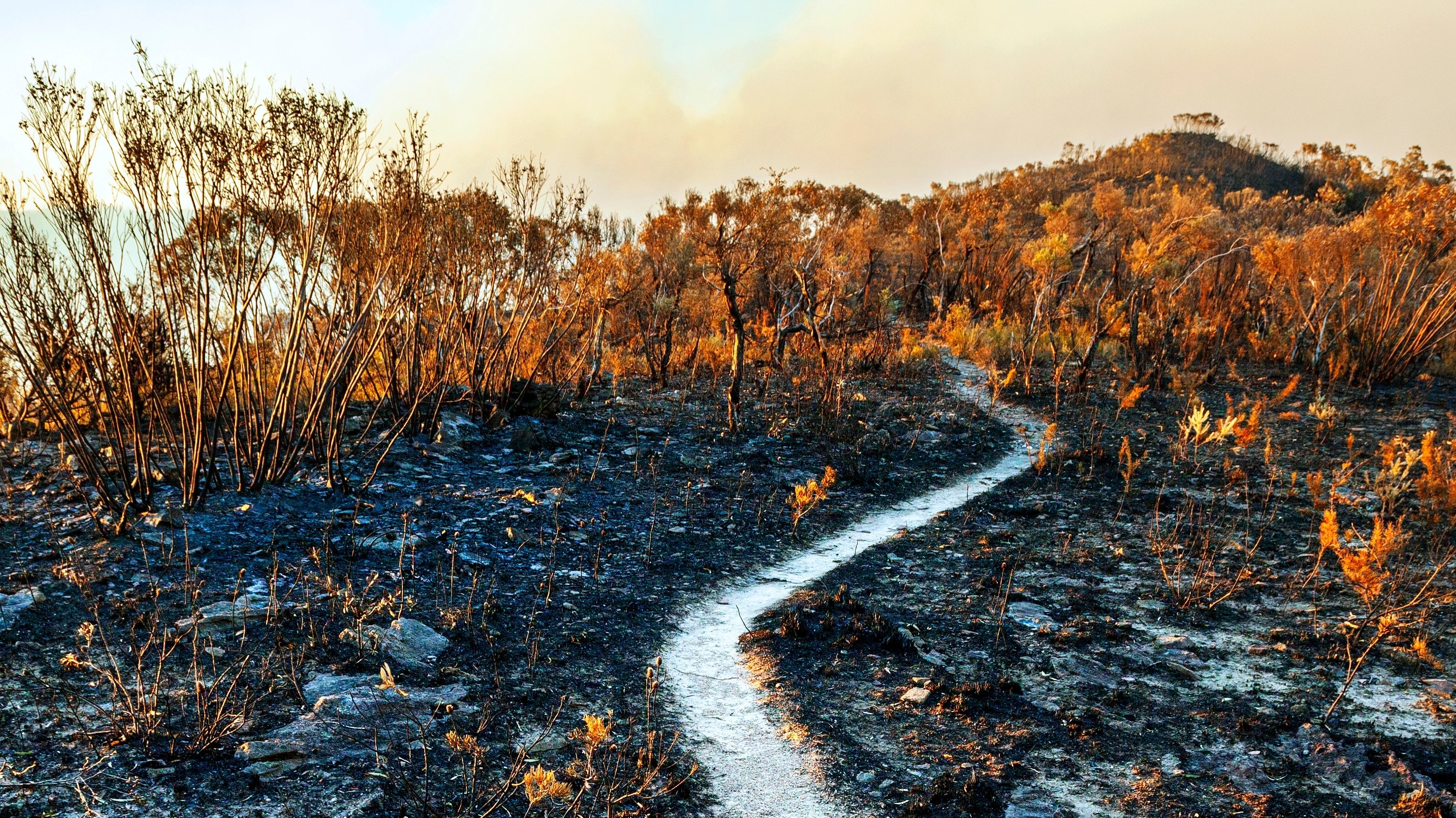 climate-risk burned down forest