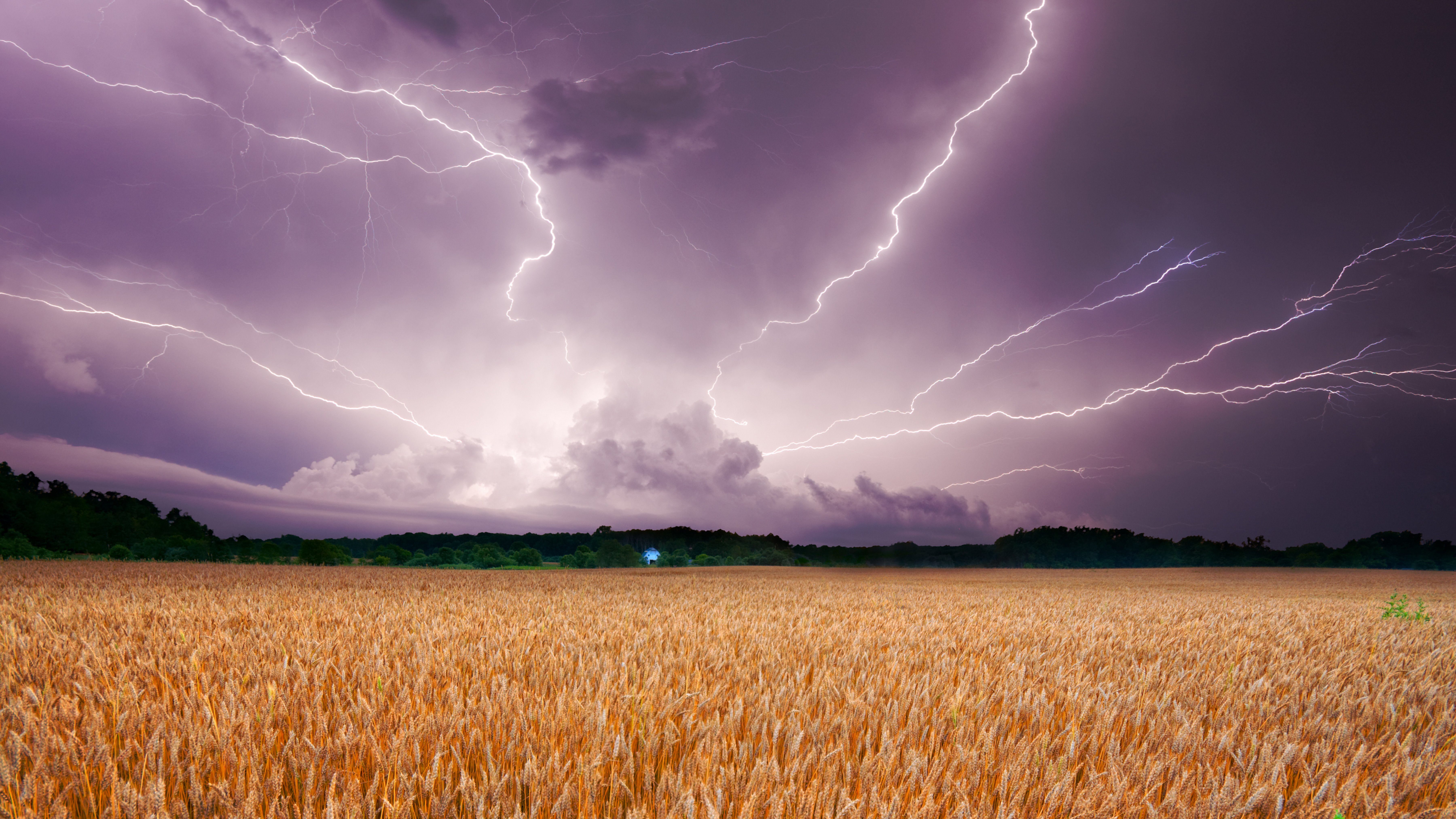 Storm over wheat field