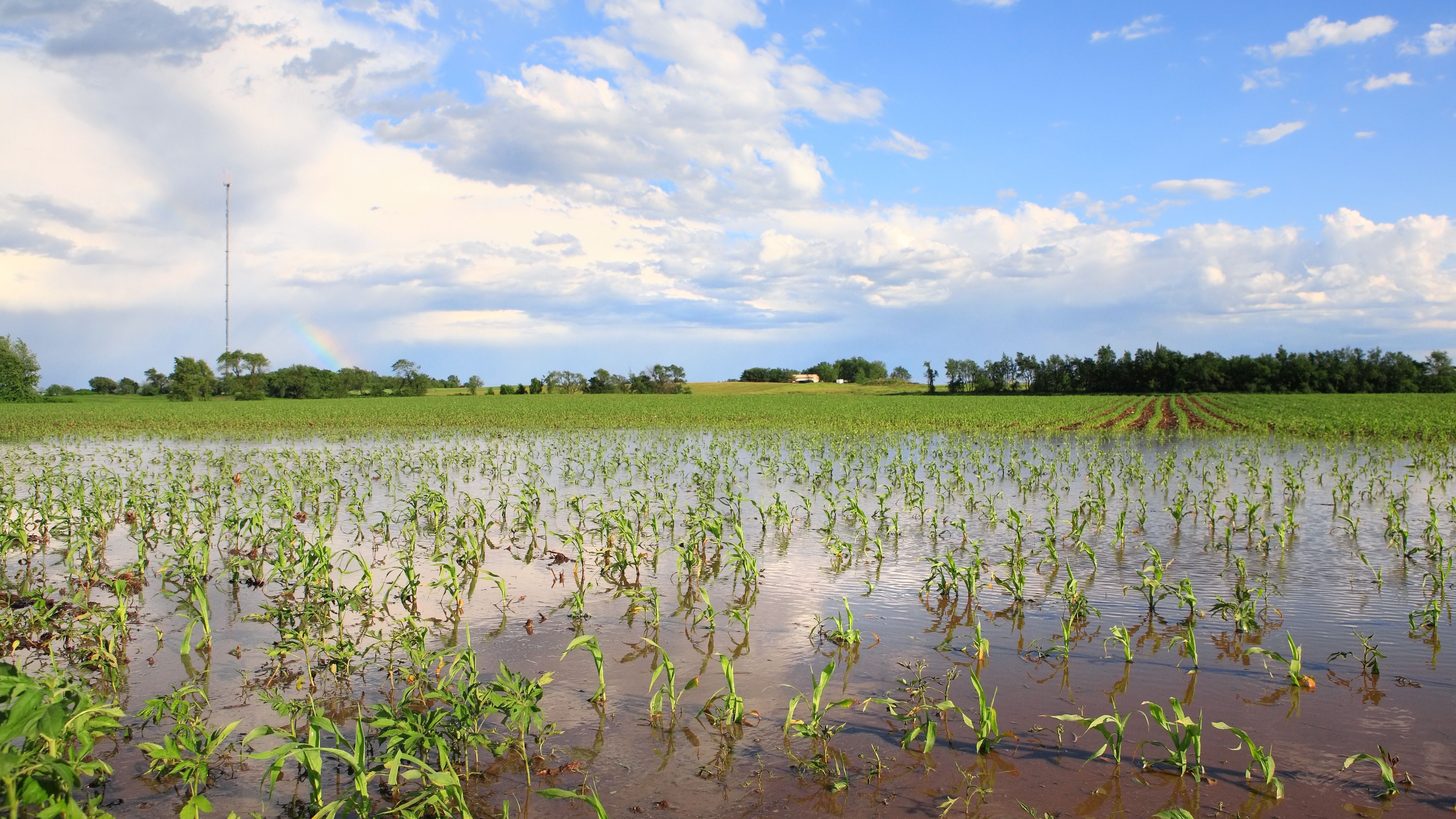 flooded corn field 