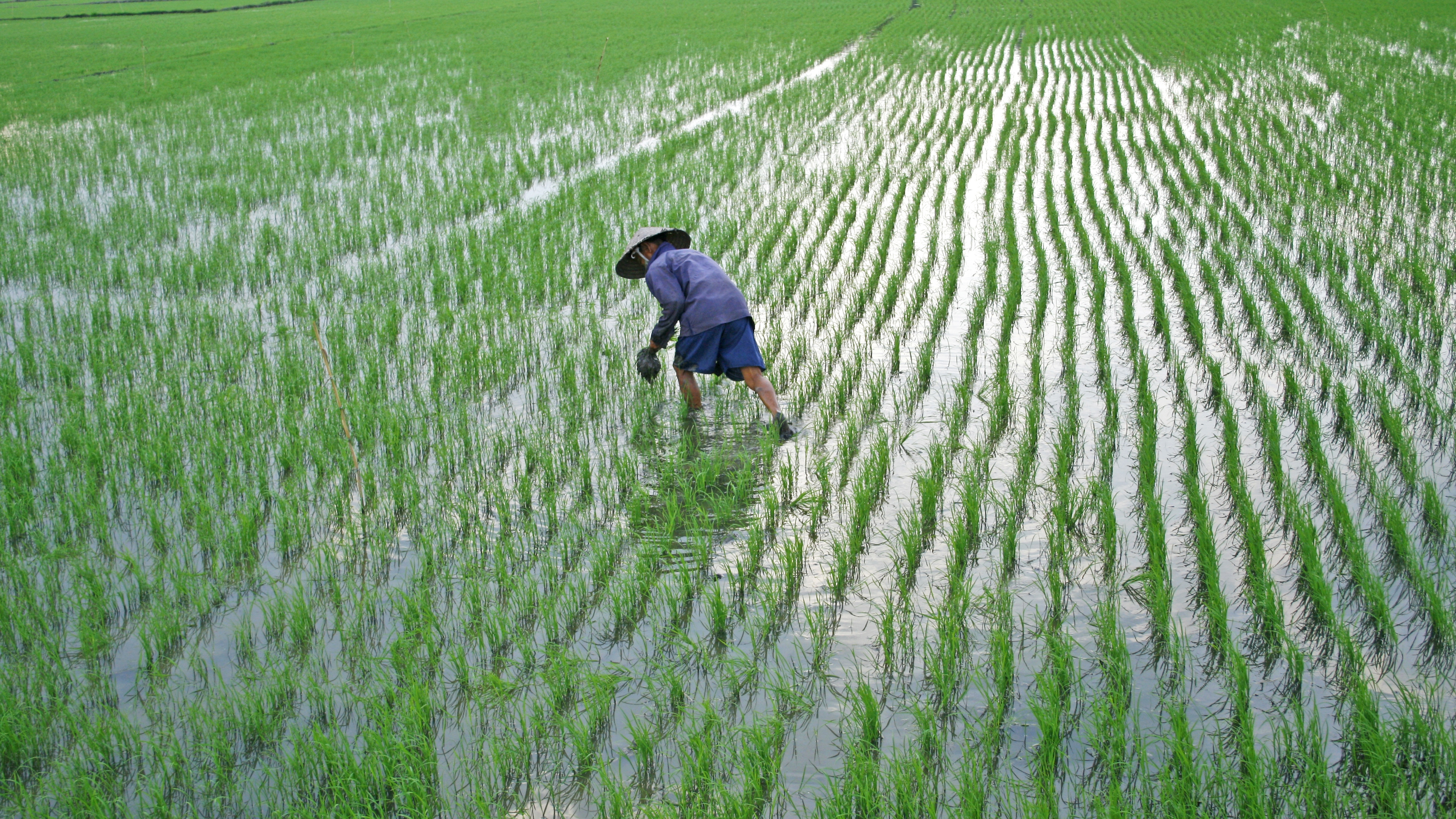 Farmer in Vietnam